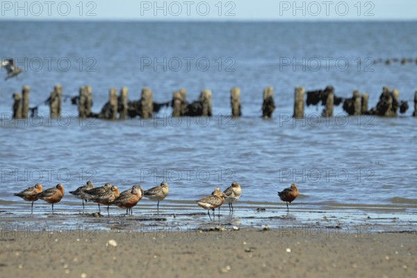 Bar-tailed Godwits in the Wadden Sea on Sylt
