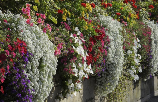 Blühendes Barock Ludwigsburg, various flowers in autumn on the wall