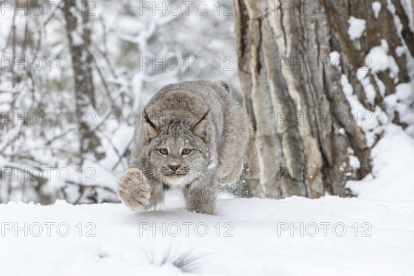A bobcat hunts for prey in a snowy forest habitat