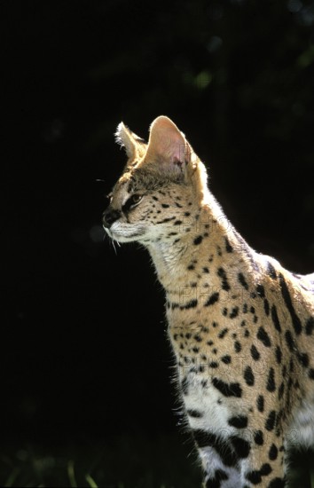 SERVAL (leptailurus serval), ADULT
