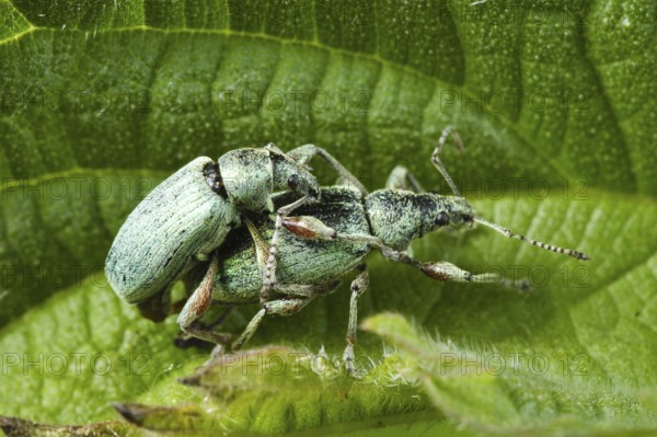 Nettle green weevil, pair, copulating (Phyllobius urticae), Germany, Europe
