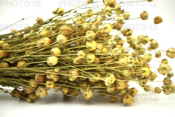 Bunch of dry flax plant, also known as Linseed, Flaxseed and Common Flax on white background