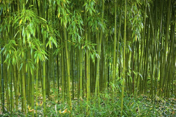 Bamboo, Claude Monet Garden, Giverny, France, Europe