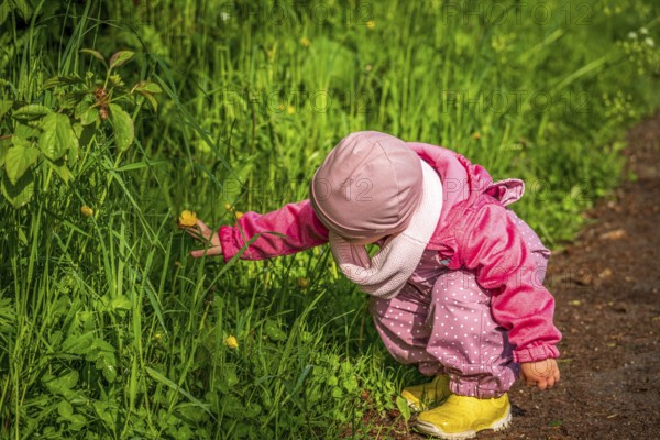 Little girl picks field flowers