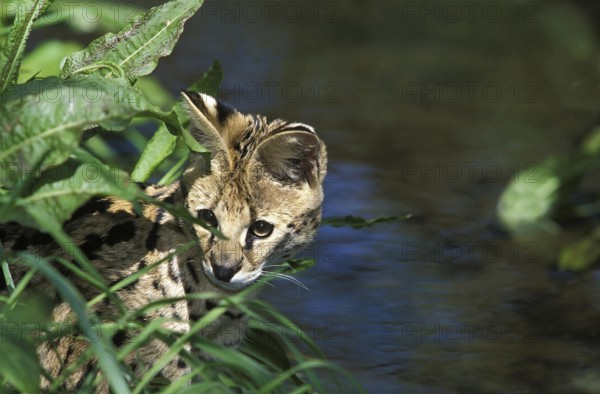 Serval (leptailurus serval), Adult Hunting