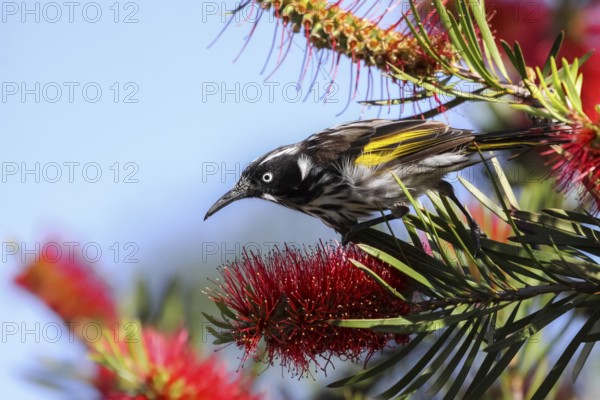 Close up of a New Holland honeyeater perching on a Banksia, Esperance, Western Australia