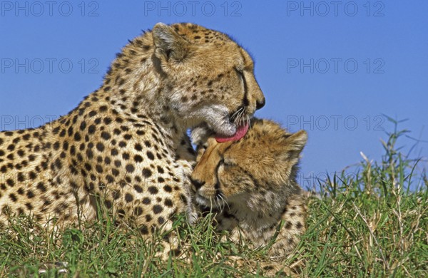 CHEETAH (acinonyx jubatus), ADULTS GROOMING, MASAI MARA PARK, KENYA