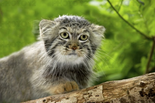 Pallas's cat (otocolobus manul) or Pallas' cat, portrait of an adult
