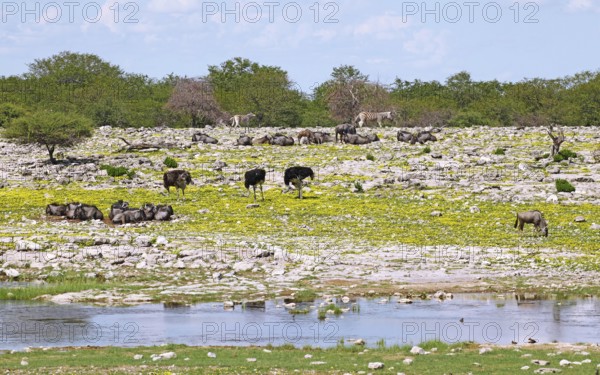 Animals in the Bl