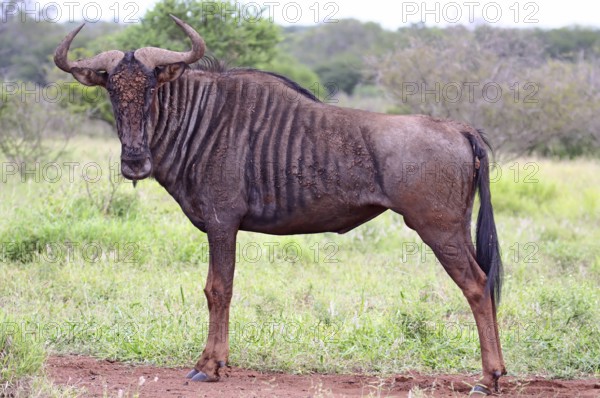 Blue wildebeest (Connochaetes taurinus), S