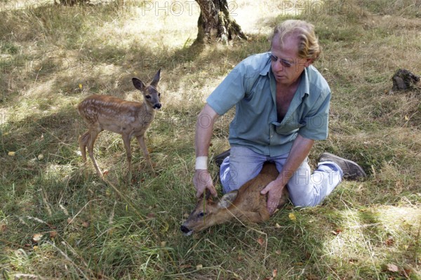 Vet with Roe Deer (capreolus capreolus) at "La Dame Blanche", a Wildlife Protection Center in Normandy