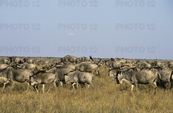 BLUE WILDEBEEST (connochaetes taurinus), HERD ON MIGRATION IN MASAI MARA PARK, KENYA