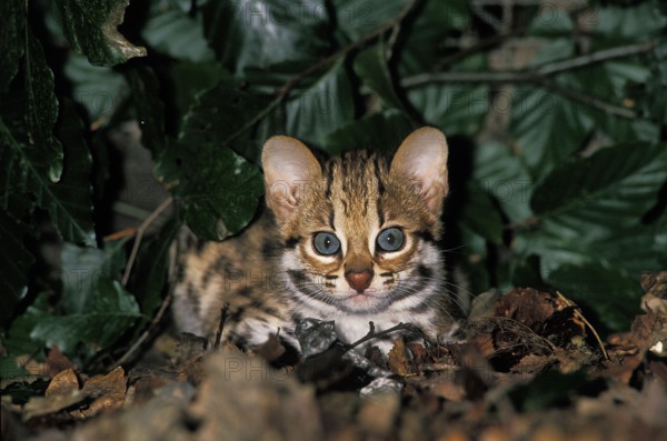 Leopard Cat (prionailurus bengalensis), Cub laying