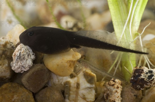 Common toad (Bufo bufo), tadpole, tadpoles