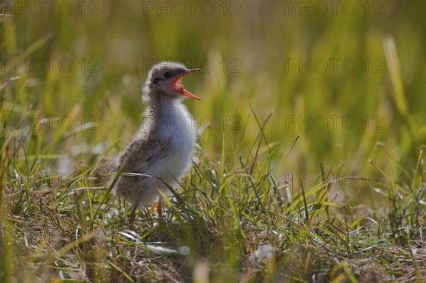 Arctic Tern (Sterna paradisaea), chick, Iceland, side, Europe