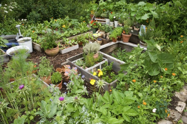 Garden with herbs