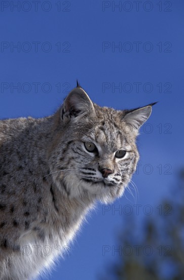Bobcat (lynx rufus), Portrait of Adult against Blue Sky, Canada, North America