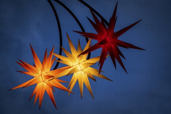 Poinsettias illuminated