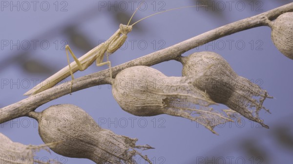 Small praying mantis sits on Henbane dry flowers and looks at on camera on blue sky background. Crimean praying mantis (Ameles heldreichi) male on Black Henbane (Hyoscyamus niger) Macro shot