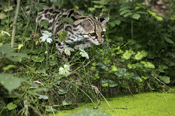 MARGAY-KATZE leopardus wiedi, ERWACHSENER IN DER NÄHE DES WASSERLOCHES