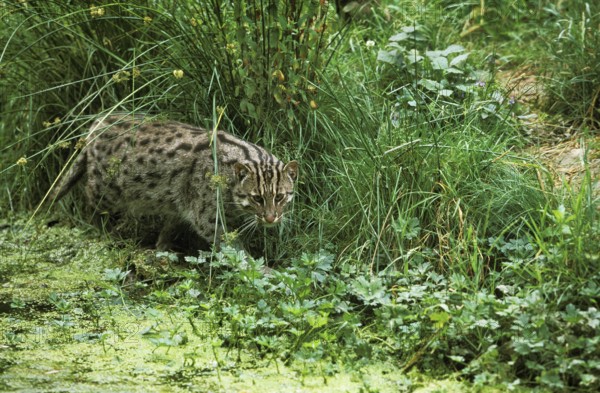 Fishing cat (prionailurus viverrinus), adult in swamp, fishing
