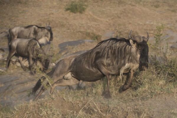 Adventure, africa, african, animal, animals, area, beast, beautiful, brown, bush (connochaetes), conservation, ears, east, environment, eyes, fauna, field, game, gnou, habitat, herd, mammal, mara, masai, migration, national, natural, nature, outdoor, park