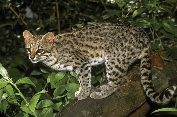 TIGER CAT OR ONCILLA (leopardus tigrinus)
