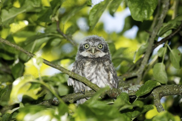 Little owl (athene noctua), juvenile on branch, Normandy