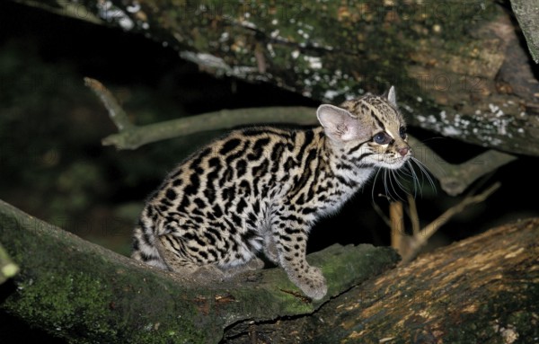 Margay (leopardus wiedii), CUBE ON BRANCH