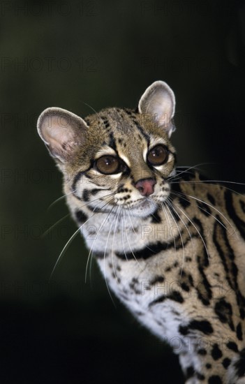 Margay (leopardus wiedii), PORTRAIT OF AN ADULT