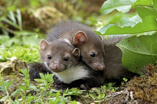 Stone Marten or Beech Marten (martes foina), Youngs, Normandy