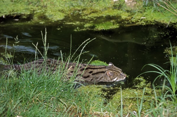FISHING CAT (prionailurus viverrinus), ADULT IN WATER