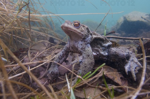 Common toad (Bufo bufo), under water, Rhineland-Palatinate, Germany, Europe