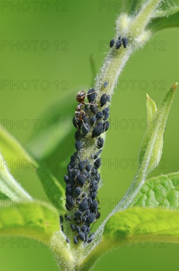Ant and Aphids, North Rhine-Westphalia, Germany (Formica) (Aphis)