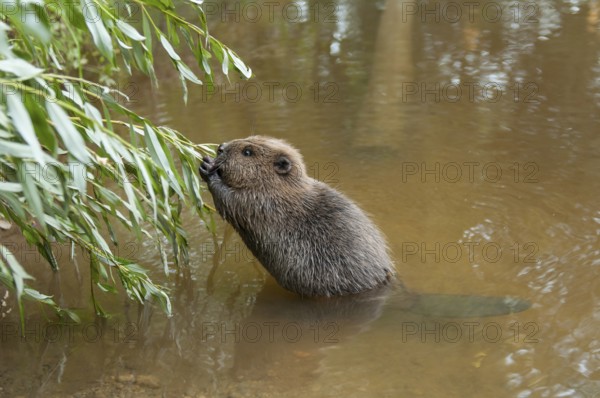 European beaver (Castor fiber), juvenile, Rosenheim, Bavaria, Germany, Europe