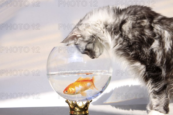 Maine Coon cat and goldfish, goldfish bowl