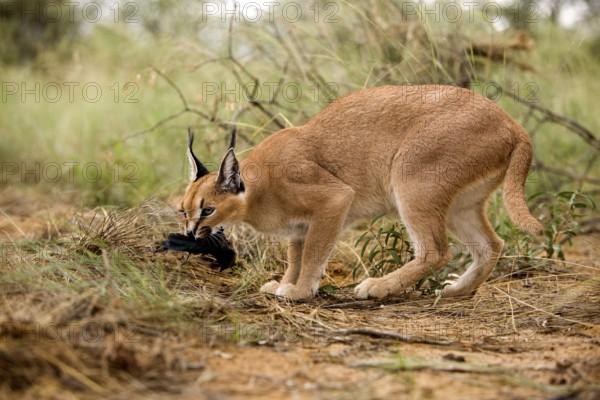 caracal (CARACAL caracal) ADULT WITH A KILL, A CAPE GLOSSY STARLING, NAMIBIA