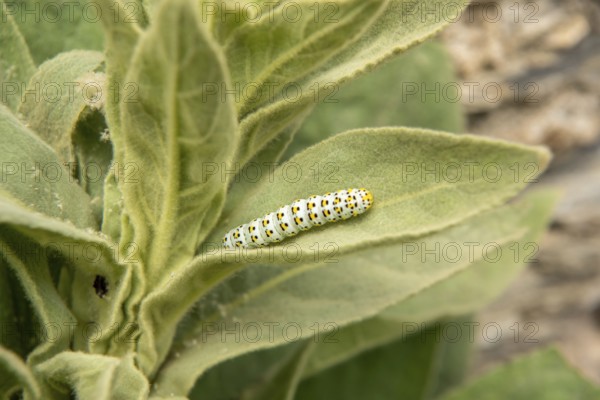 Small-flowered mullein with the brownroot monk-caterpillar