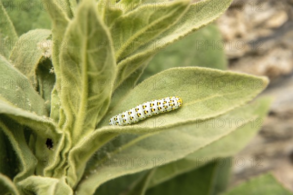 Small-flowered mullein with the brownroot monk-caterpillar