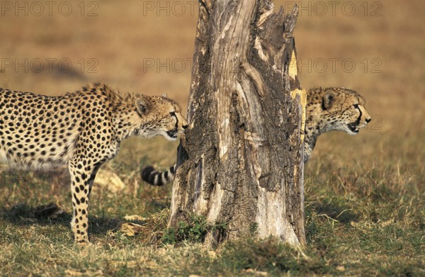 CHEETAH (acinonyx jubatus), ADULTS, MASAI MARA PARK, KENYA
