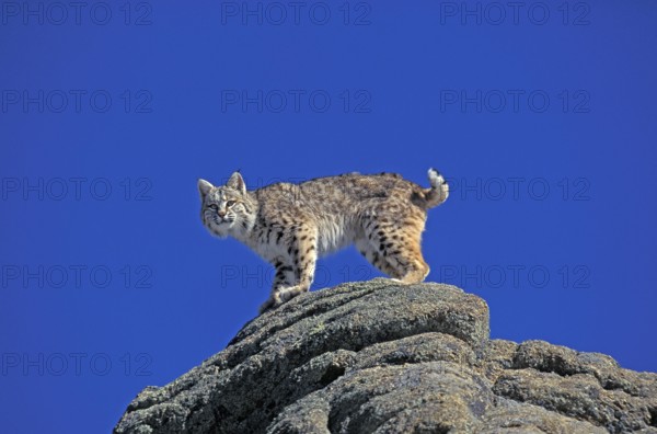 BOBCAT (lynx rufus), ADULT STANDING ON ROCK, CANADA