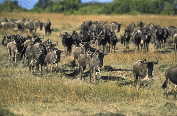 Blue Wildebeest (connochaetes taurinus), Herd during Migration, Masai Mara park in Kenya