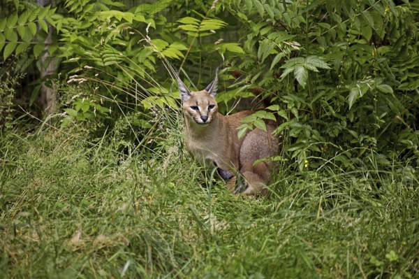 caracal (CARACAL caracal) ADULT