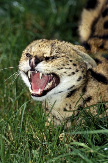 Serval (leptailurus serval), ADULT SNARLING