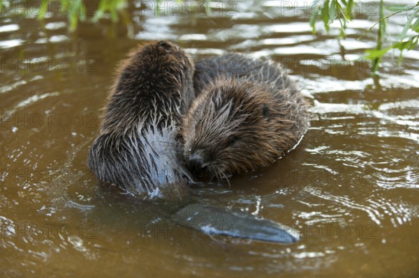 European beaver (Castor fiber), young, Rosenheim, Bavaria, Germany, Europe