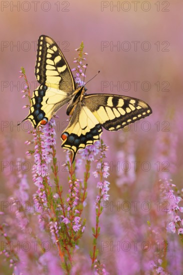 Swallowtail (Papilio machaon) in Heide, North Rhine-Westphalia, Germany, Europe