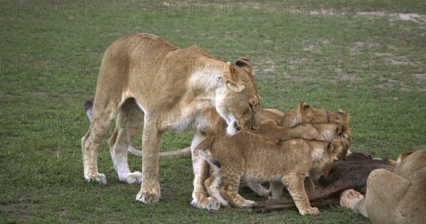African Lion (panthera leo), Group with a Kill, a Wildebest, Masai Mara Park in Kenya