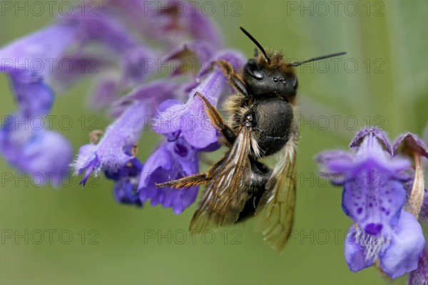 Rufous mason bee on catmint