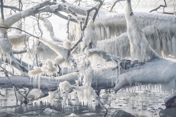 Icicles on a frozen tree by the seashore on a cold day in the winter