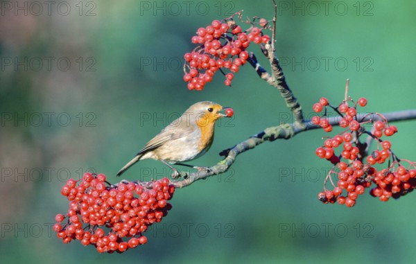 Robin (Erithacus rubecula) with berry, North Rhine-Westphalia, Germany, Europe